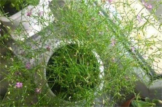 满天星叶子可以喷水吗，可喷水实行水分补充