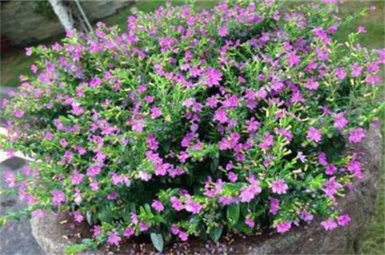 满天星叶子可以喷水吗，可喷水实行水分补充