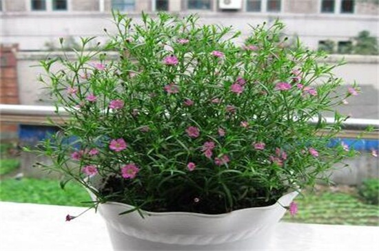 满天星修剪办法图解,可实行侧枝修剪和日常疏剪