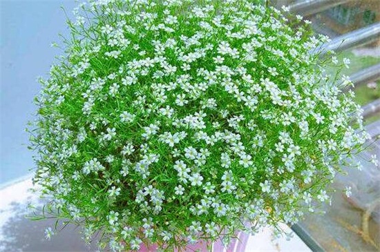 满天星修剪办法图解,可实行侧枝修剪和日常疏剪