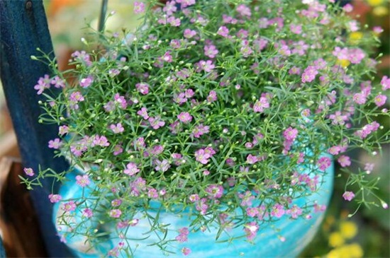 满天星修剪办法图解,可实行侧枝修剪和日常疏剪