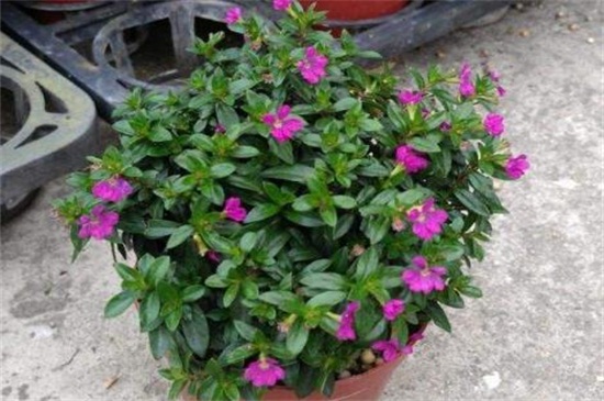 满天星修剪办法图解,可实行侧枝修剪和日常疏剪