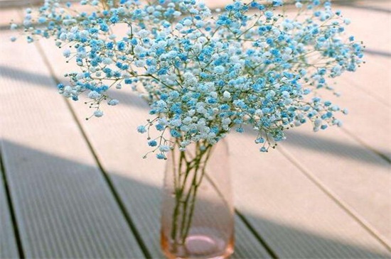 满天星买来后如何保存，可扦插水中或做成干花