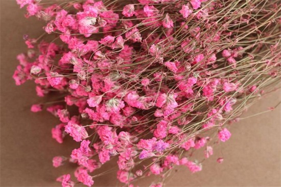 满天星买来后如何保存，可扦插水中或做成干花