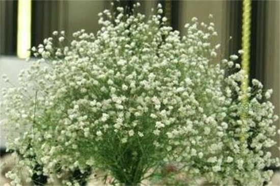 满天星用什么水浇好,淘米水可使满天星生长茂盛