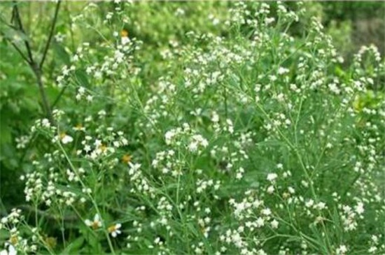 满天星用什么水浇好,淘米水可使满天星生长茂盛