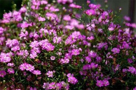 满天星用什么水浇好,淘米水可使满天星生长茂盛