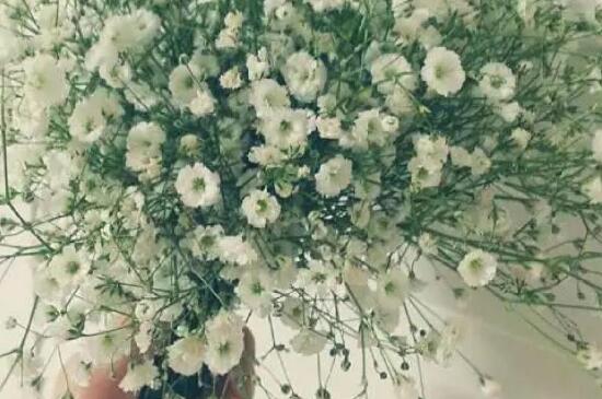 满天星开花后如何浇水，早晚浇水并且水肥结合