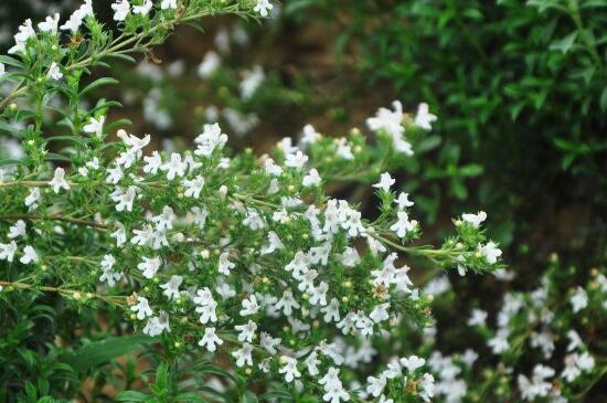 满天星开花后如何浇水，早晚浇水并且水肥结合