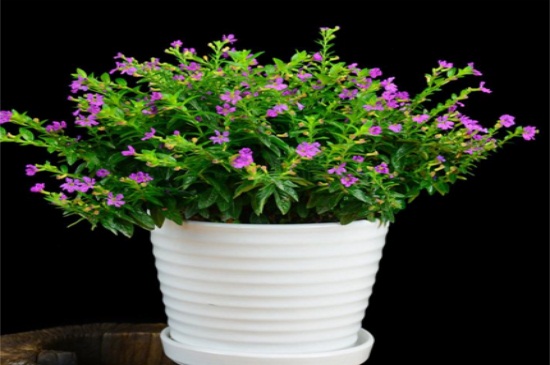 满天星盆栽如何养，沙质土壤栽培并散光养护