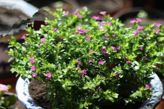 满天星盆栽如何养，沙质土壤栽培并散光养护