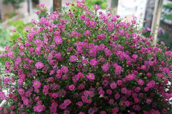 满天星盆栽如何养，沙质土壤栽培并散光养护