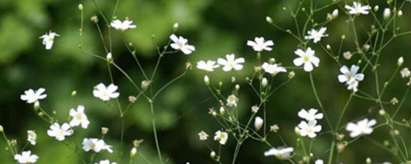 垂吊满天星的种植办法