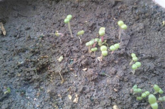 垂吊满天星的种植办法