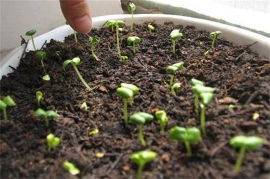 垂吊满天星的种植办法