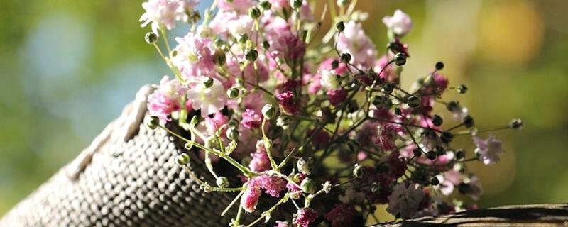 满天星如何浇水施肥