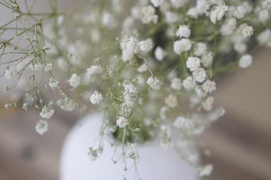 满天星如何浇水施肥