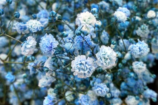 满天星如何浇水施肥