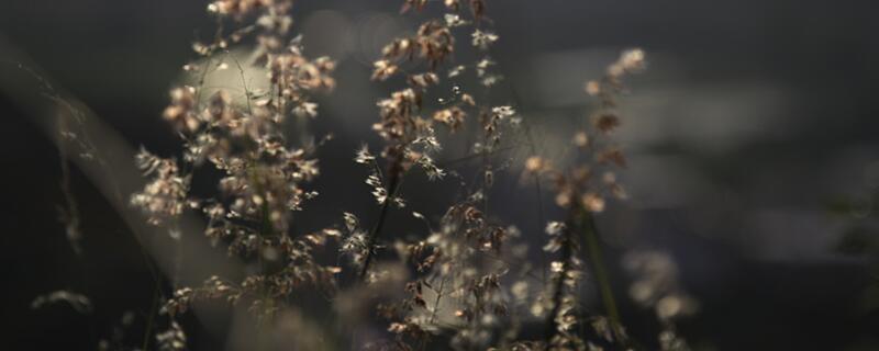 满天星叶子干枯如何办