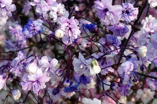 满天星叶子干枯如何办