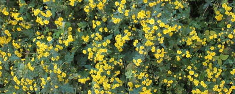 满天星冬季如何养