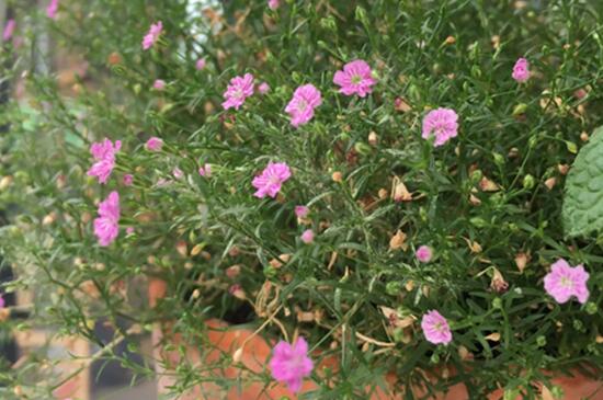 满天星冬季如何养