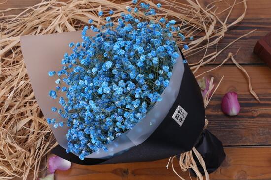 满天星冬季如何养