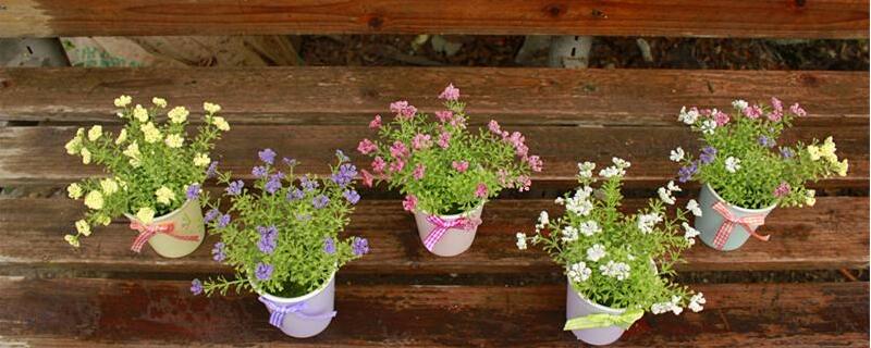 盆栽满天星的养殖办法和留意事项