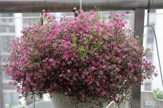 盆栽满天星的养殖办法和留意事项