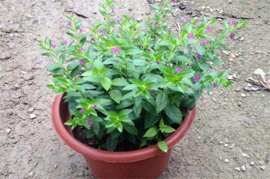 盆栽满天星的养殖办法和留意事项