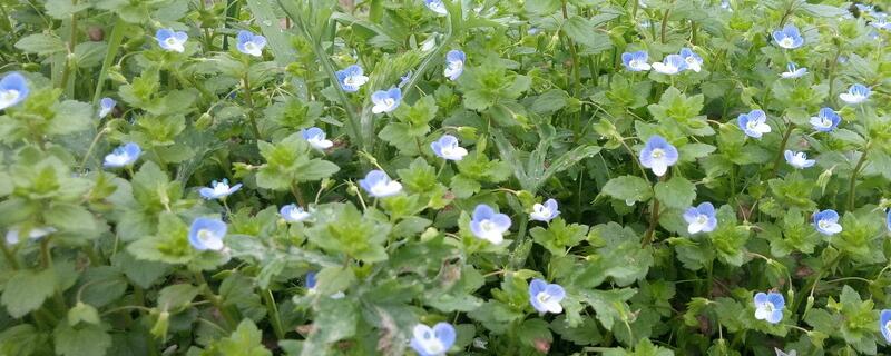 满天星花期如何养护