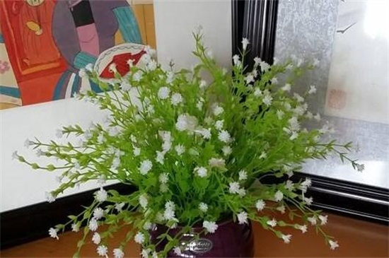 满天星花期如何养护