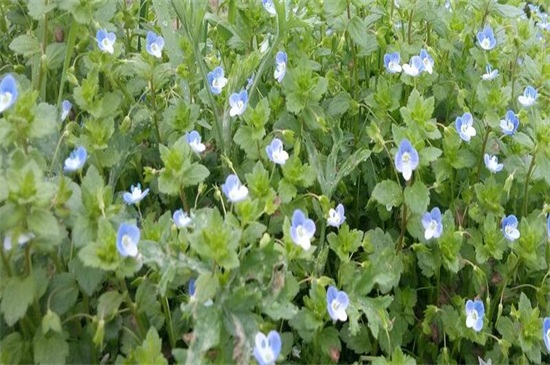 满天星花期如何养护