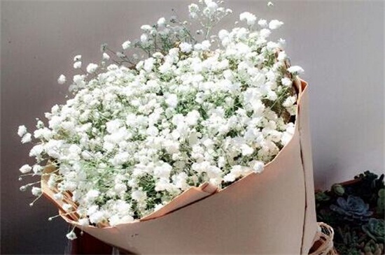 满天星的种类大全