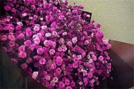 满天星的种类大全