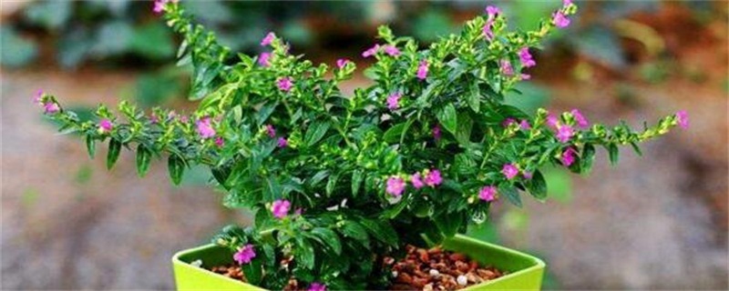 满天星如何修剪