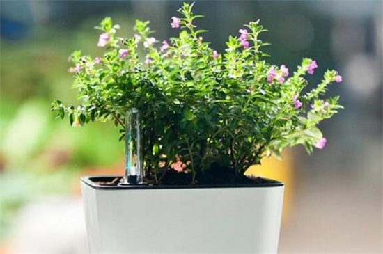 满天星如何修剪