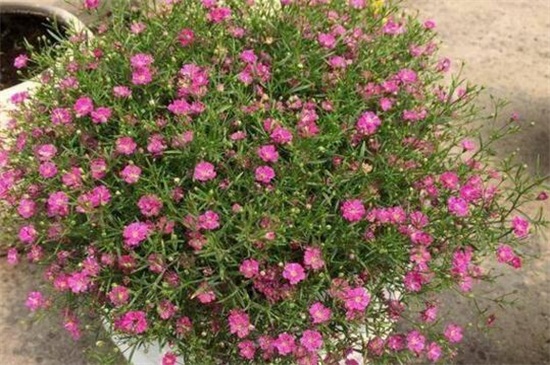 满天星如何修剪