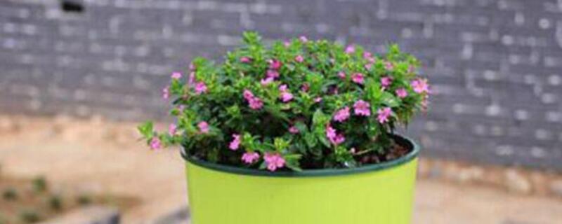 满天星不开花是如何回事