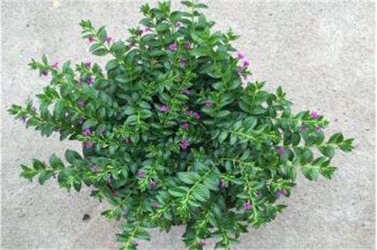 满天星不开花是如何回事