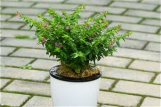 满天星不开花是如何回事