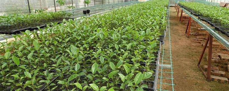 满天星如何扦插