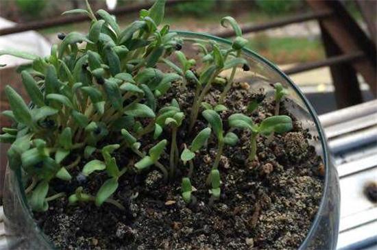 满天星如何扦插