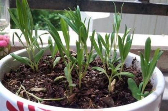 满天星如何扦插