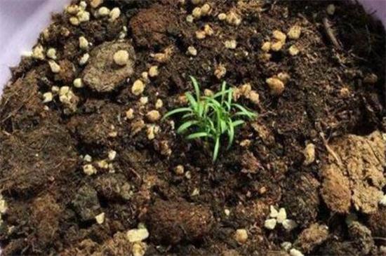 满天星如何扦插