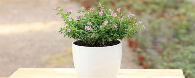 盆栽满天星的养殖办法