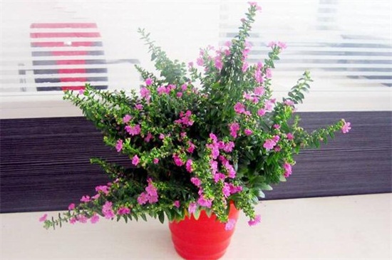 盆栽满天星的养殖办法