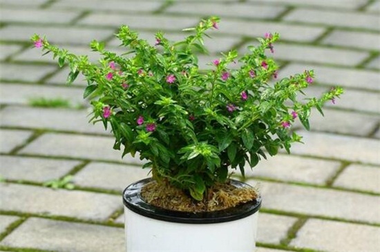 盆栽满天星的养殖办法
