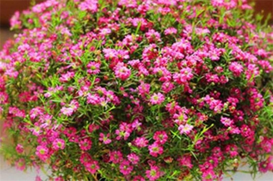 盆栽满天星的养殖办法