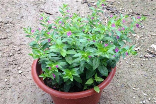 盆栽满天星的养殖办法